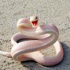 Змея-альбинос в ванной до ужаса напугала британку (фото)